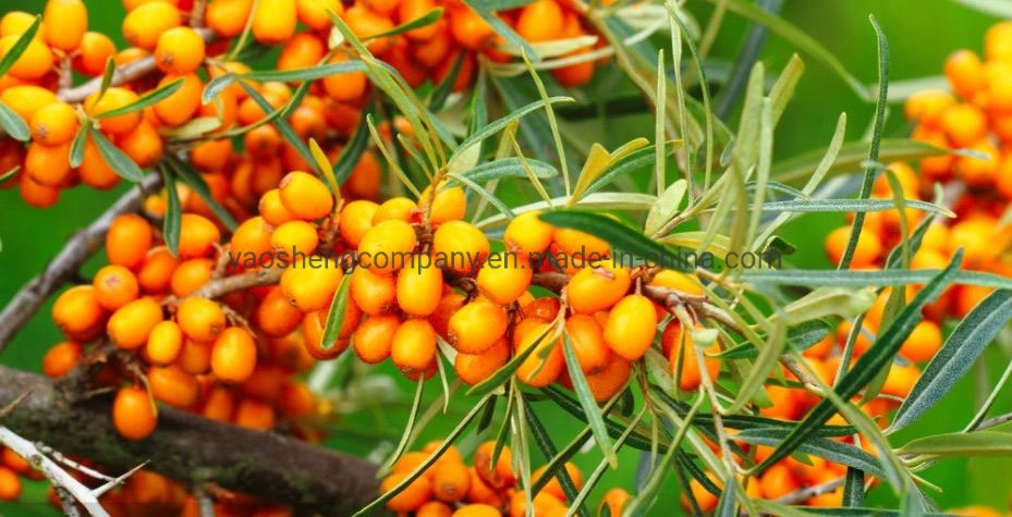 High Quality Sea Buckthorn Fruit Powder Organic Sea Buckthorne Extract